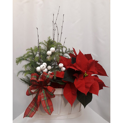 Christmas Duo - Standard from Shaw Florists in Grand Rapids, MN