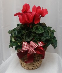 Cyclamen from Shaw Florists in Grand Rapids, MN